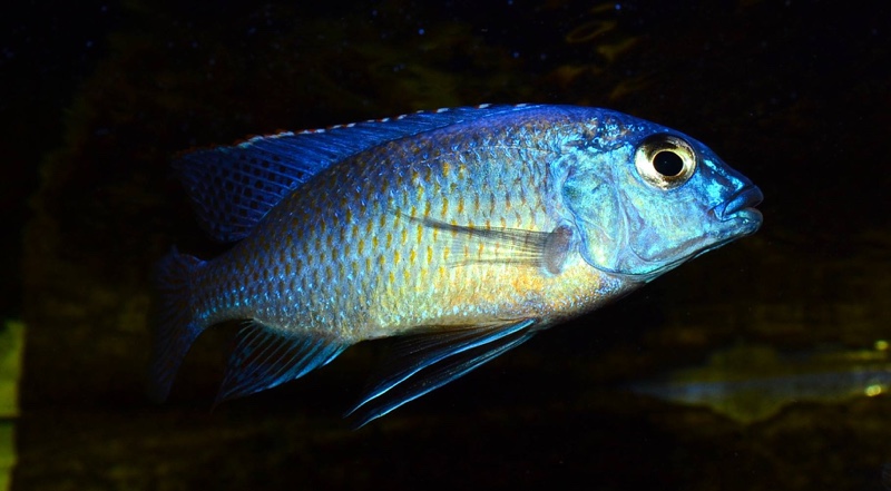 Protomelas taeniolatus 'Nkhata Bay'